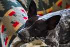 Australian cattle dog Art Print